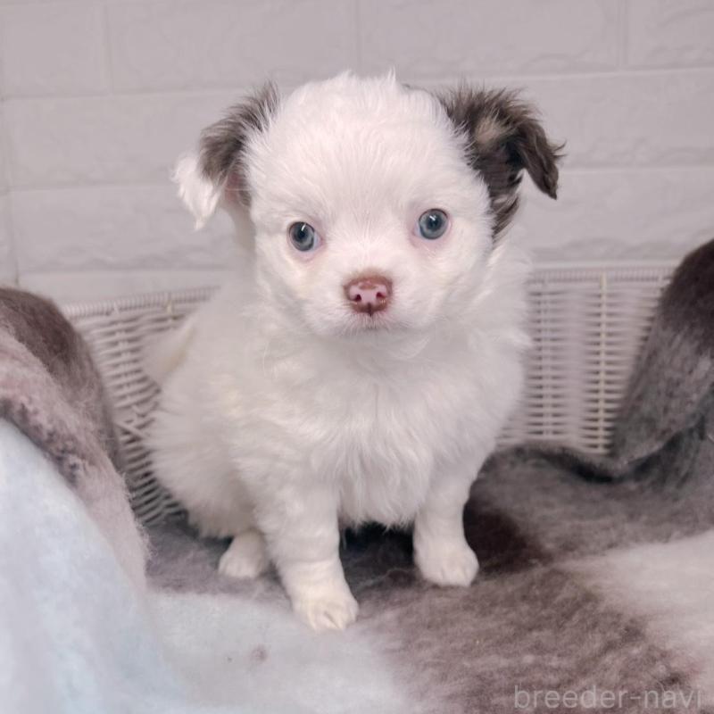 販売中の大阪府のチワワ(ロングコート)-456494の8枚目