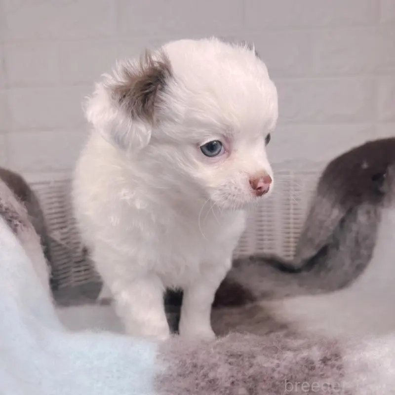 販売中の大阪府のチワワ(ロングコート)-456494の6枚目