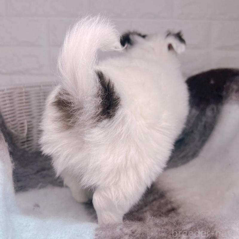 販売中の大阪府のチワワ(ロングコート)-456494の4枚目