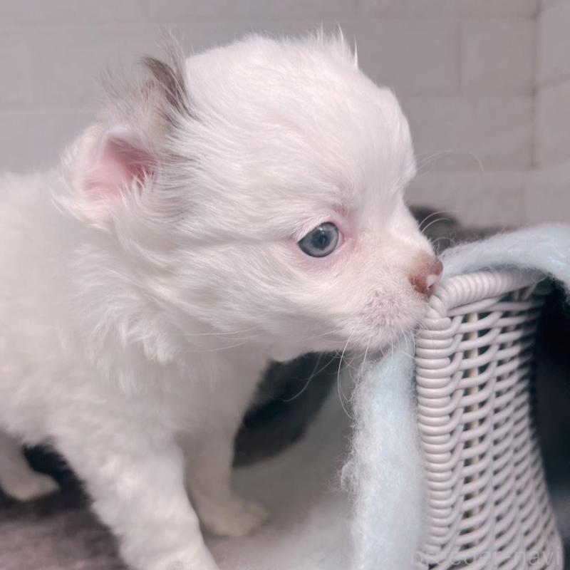 販売中の大阪府のチワワ(ロングコート)-456494の3枚目