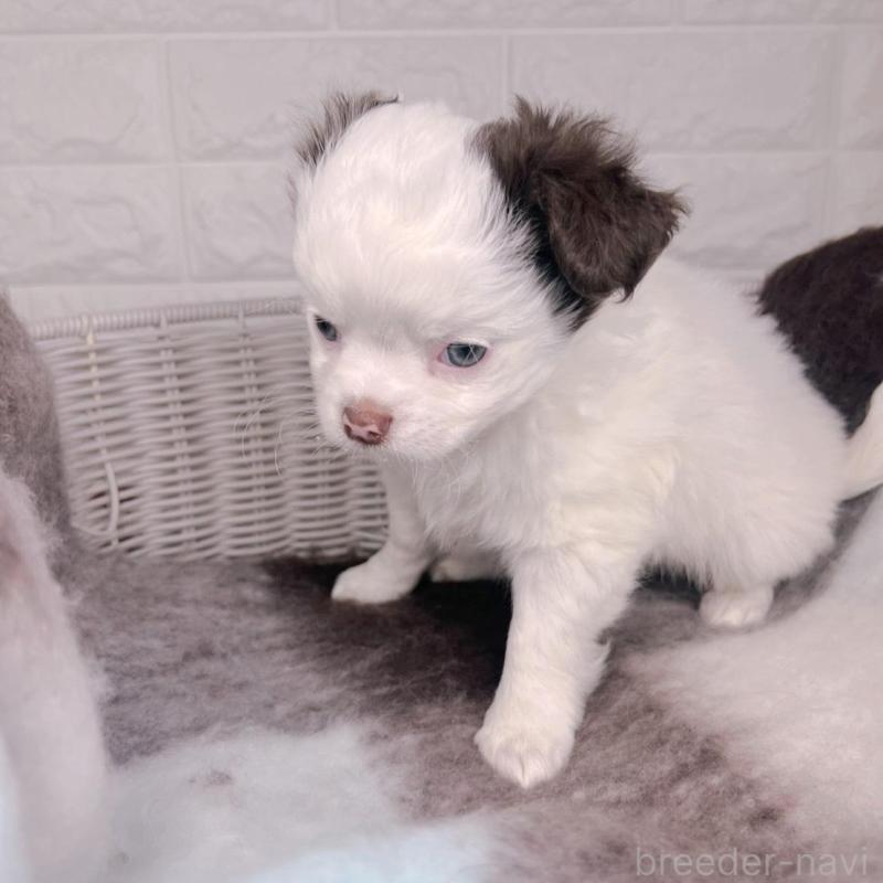 販売中の大阪府のチワワ(ロングコート)-456494の2枚目