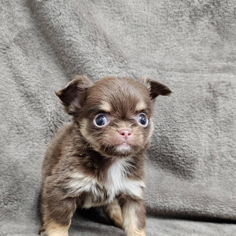 販売中の埼玉県のチワワ(ロングコート)-456495の3枚目