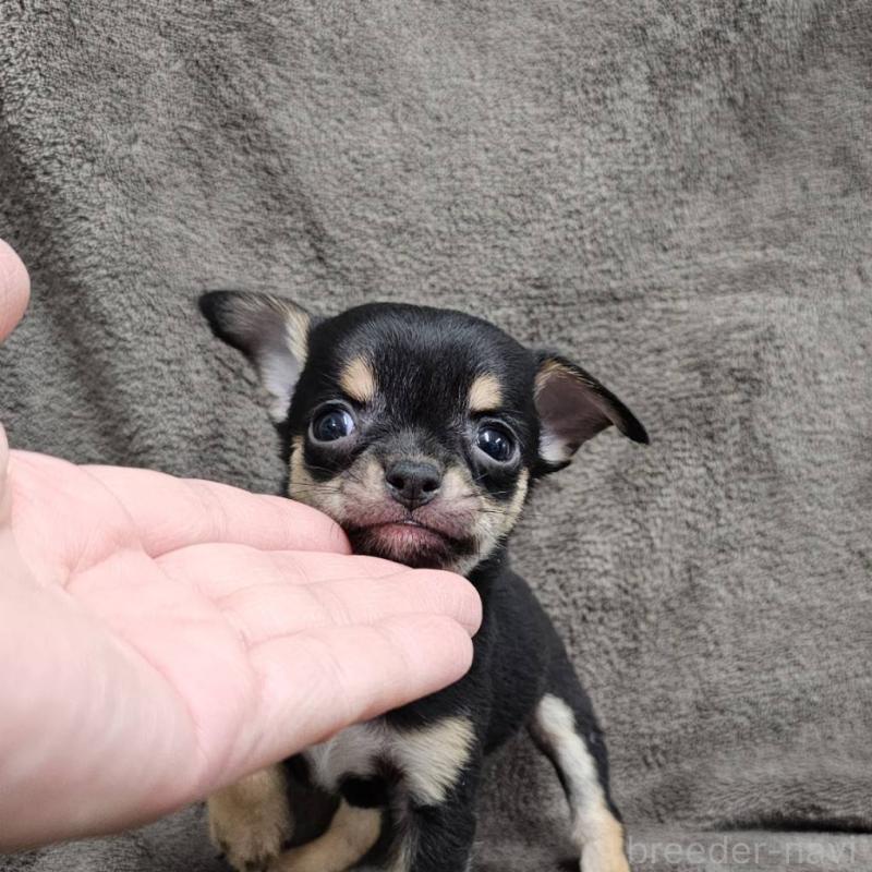 販売中の埼玉県のチワワ(スムースコート)-456496の3枚目