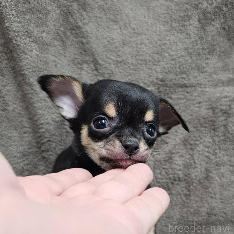 販売中の埼玉県のチワワ(スムースコート)-456496の2枚目