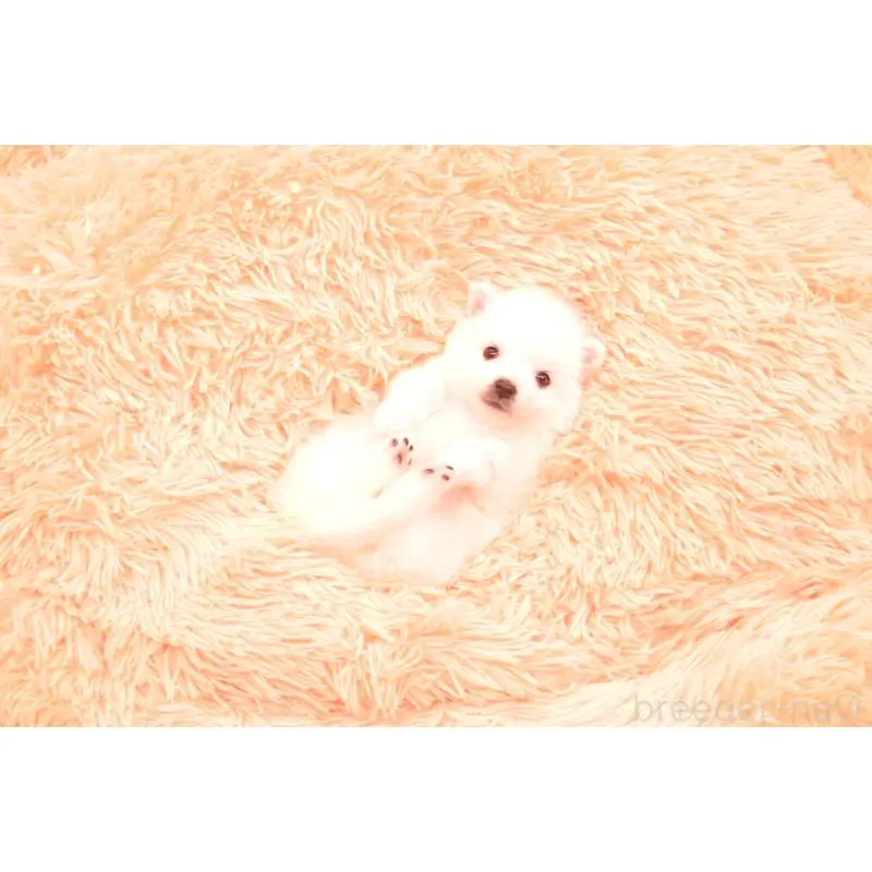 商談中の茨城県の日本スピッツ-456497の3枚目