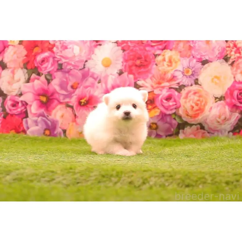 商談中の茨城県の日本スピッツ-456497の2枚目