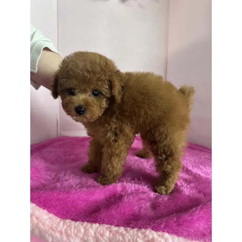 販売中の愛知県のティーカッププードル-456499の5枚目