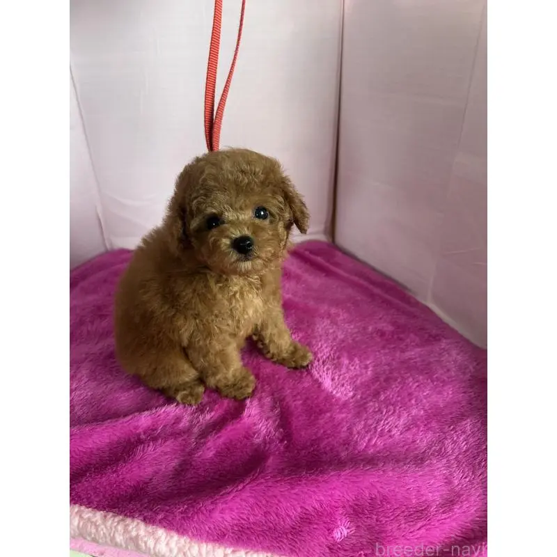 販売中の愛知県のティーカッププードル-456499の4枚目