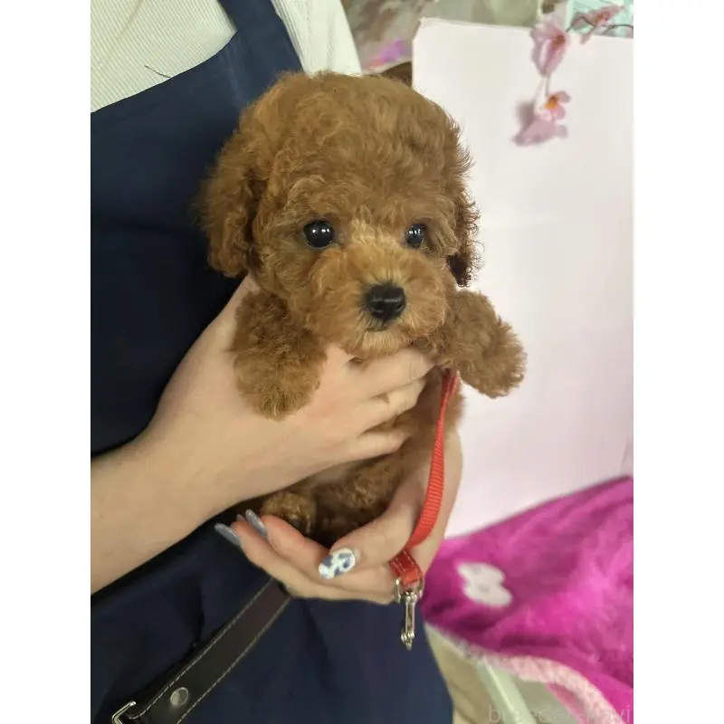 販売中の愛知県のティーカッププードル-456499の3枚目