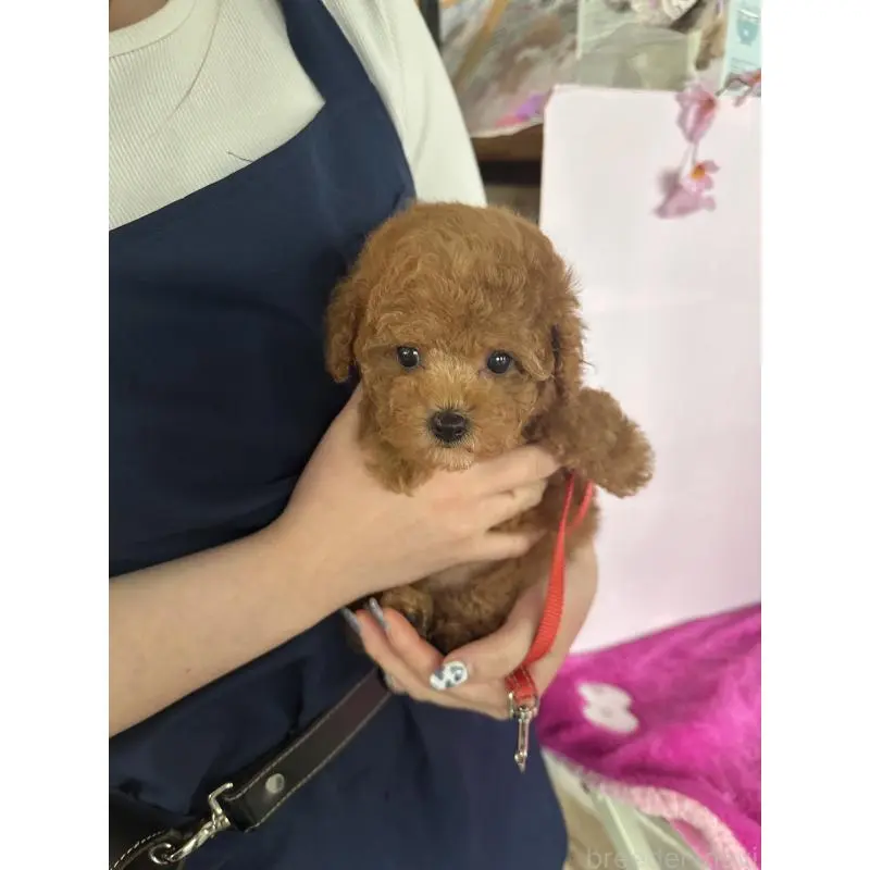 販売中の愛知県のティーカッププードル-456499の2枚目