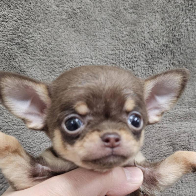 販売中の埼玉県のチワワ(スムースコート)-456498の4枚目