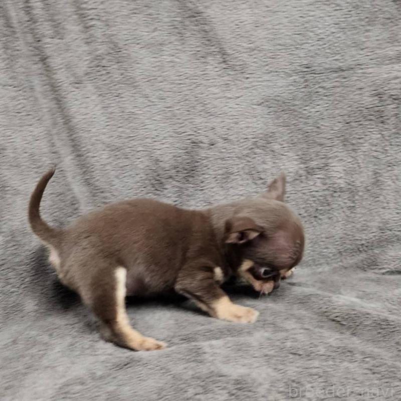 販売中の埼玉県のチワワ(スムースコート)-456498の3枚目