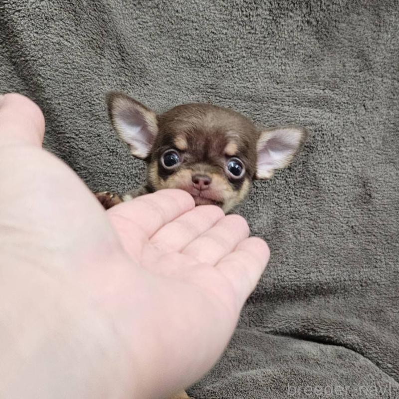 販売中の埼玉県のチワワ(スムースコート)-456498の2枚目