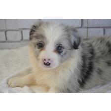 ♀︎ボーダーコリー