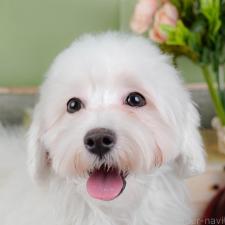 オンライン見学