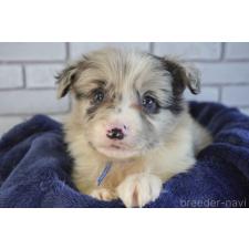 ♀︎ボーダーコリー