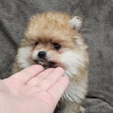 オンライン見学