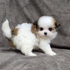 オンライン見学