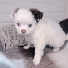 ♀︎チワワ(ロングコート)