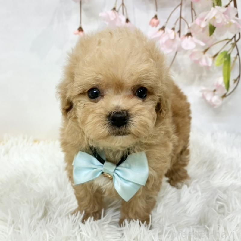 販売中の岐阜県のマルプー:マルチーズ×トイプードル-456502