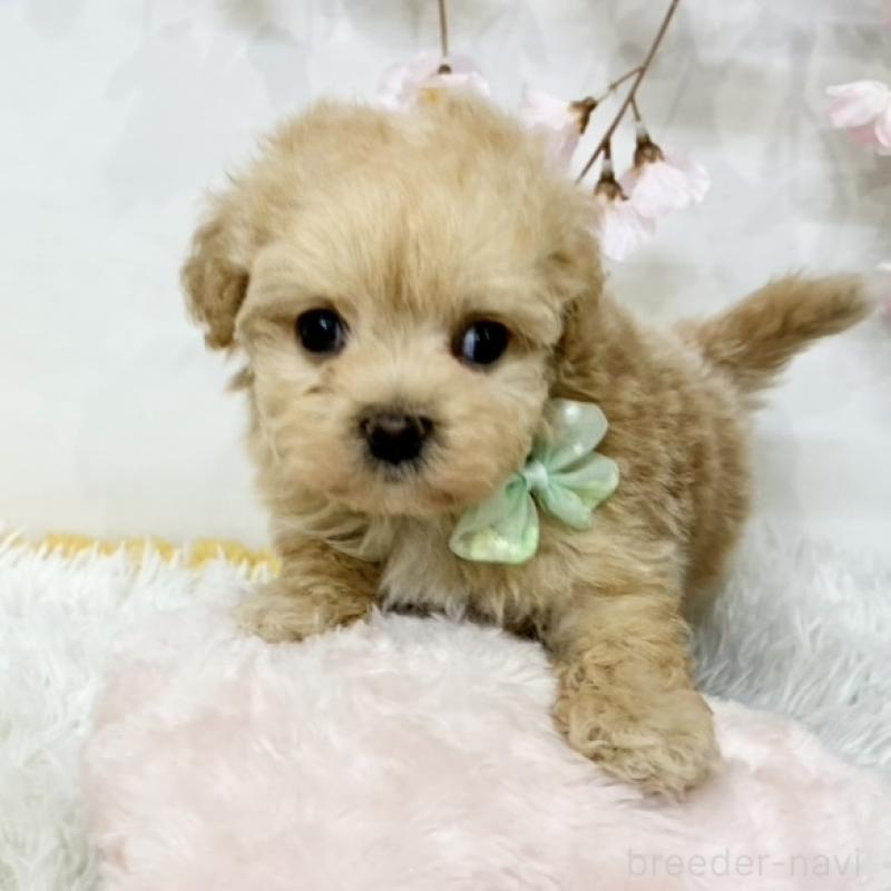 販売中の岐阜県のマルプー:マルチーズ×トイプードル-456503