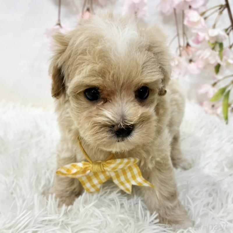 販売中の岐阜県のマルプー:マルチーズ×トイプードル-456510