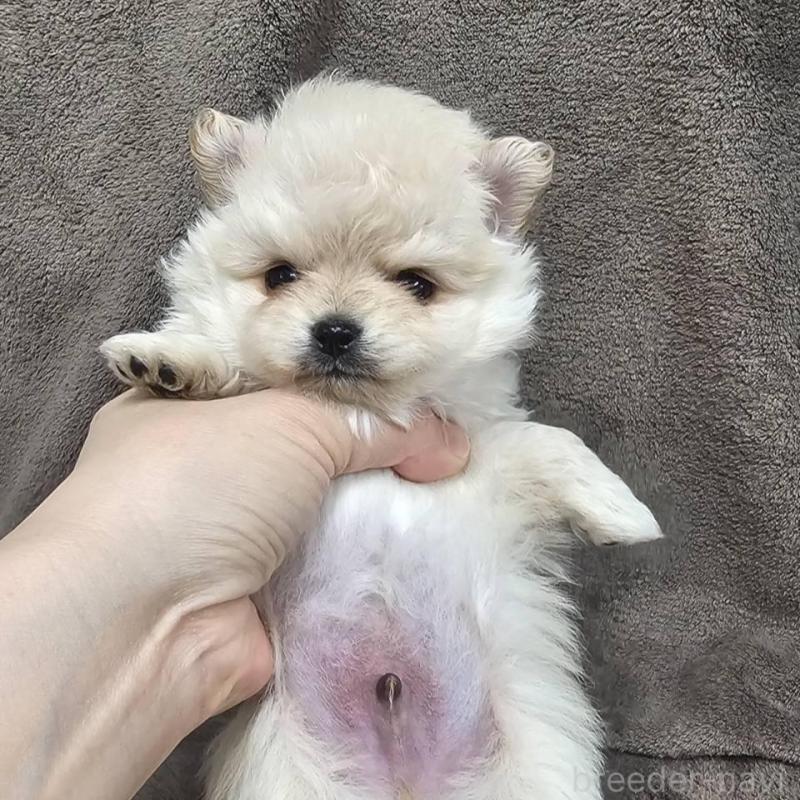 販売中の埼玉県のポメマル:ポメラニアン×マルチーズ-456506の10枚目