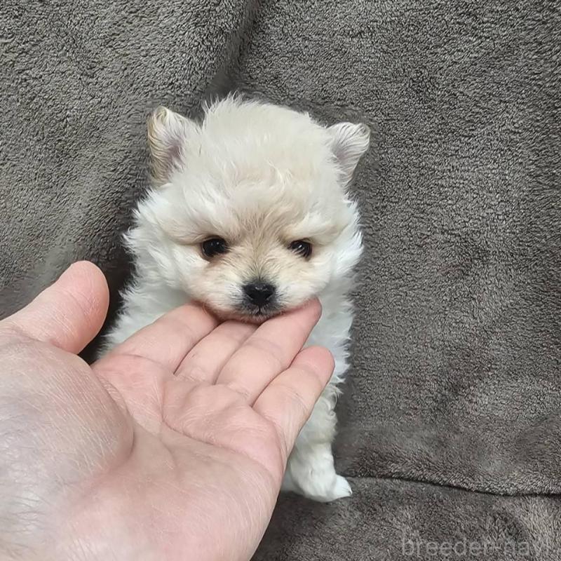 販売中の埼玉県のポメマル:ポメラニアン×マルチーズ-456506の9枚目