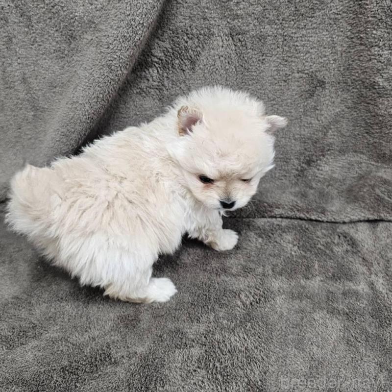販売中の埼玉県のポメマル:ポメラニアン×マルチーズ-456506の8枚目