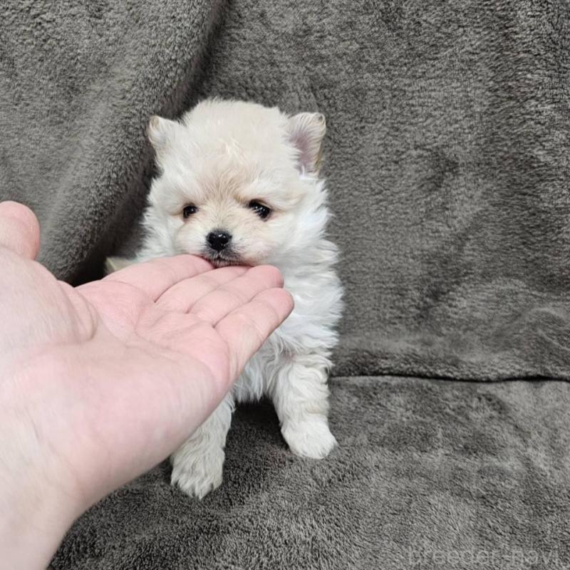 販売中の埼玉県のポメマル:ポメラニアン×マルチーズ-456506の7枚目