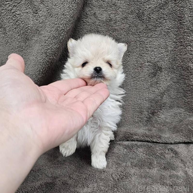 販売中の埼玉県のポメマル:ポメラニアン×マルチーズ-456506の6枚目