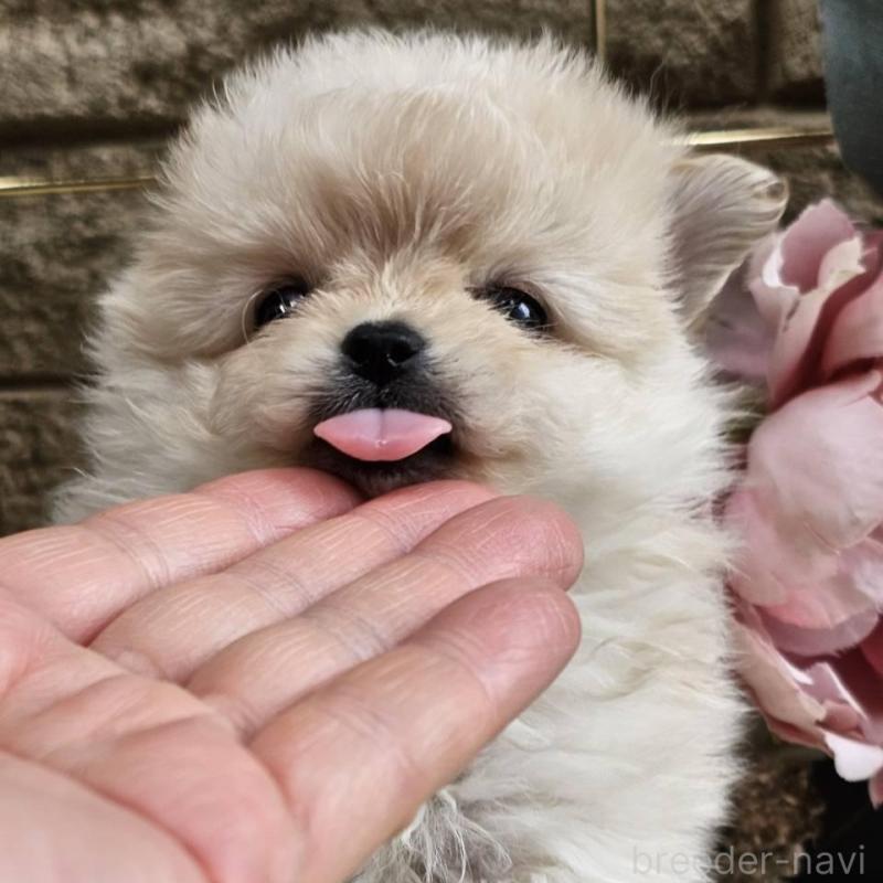 販売中の埼玉県のポメマル:ポメラニアン×マルチーズ-456506の5枚目