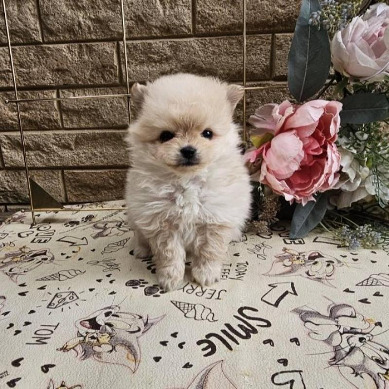 販売中の埼玉県のポメマル:ポメラニアン×マルチーズ-456506の4枚目