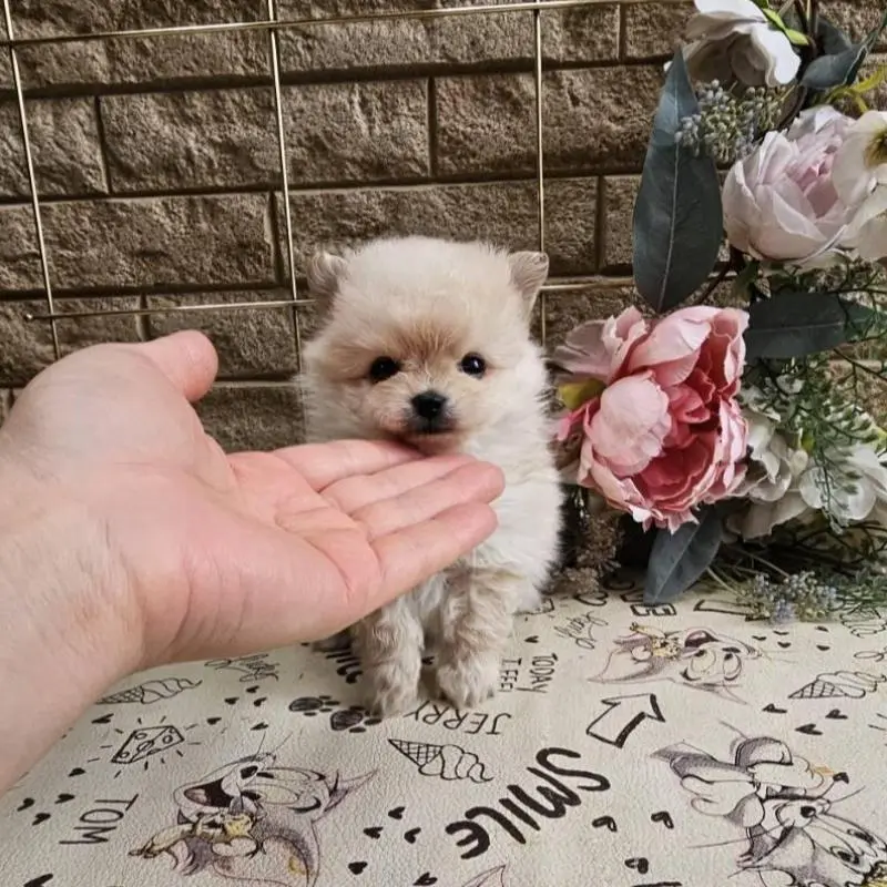 販売中の埼玉県のポメマル:ポメラニアン×マルチーズ-456506の3枚目