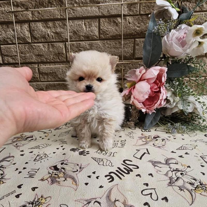 販売中の埼玉県のポメマル:ポメラニアン×マルチーズ-456506の2枚目