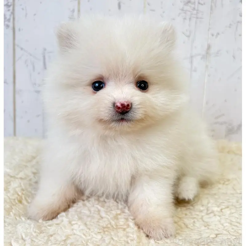 販売中の千葉県のポメラニアン-456508の6枚目