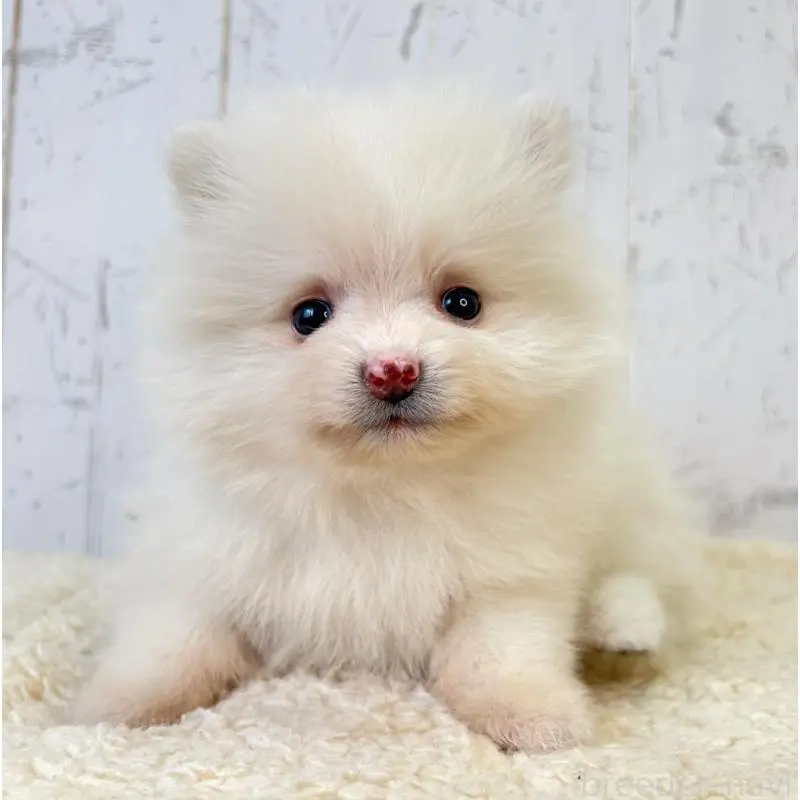 販売中の千葉県のポメラニアン-456508の5枚目