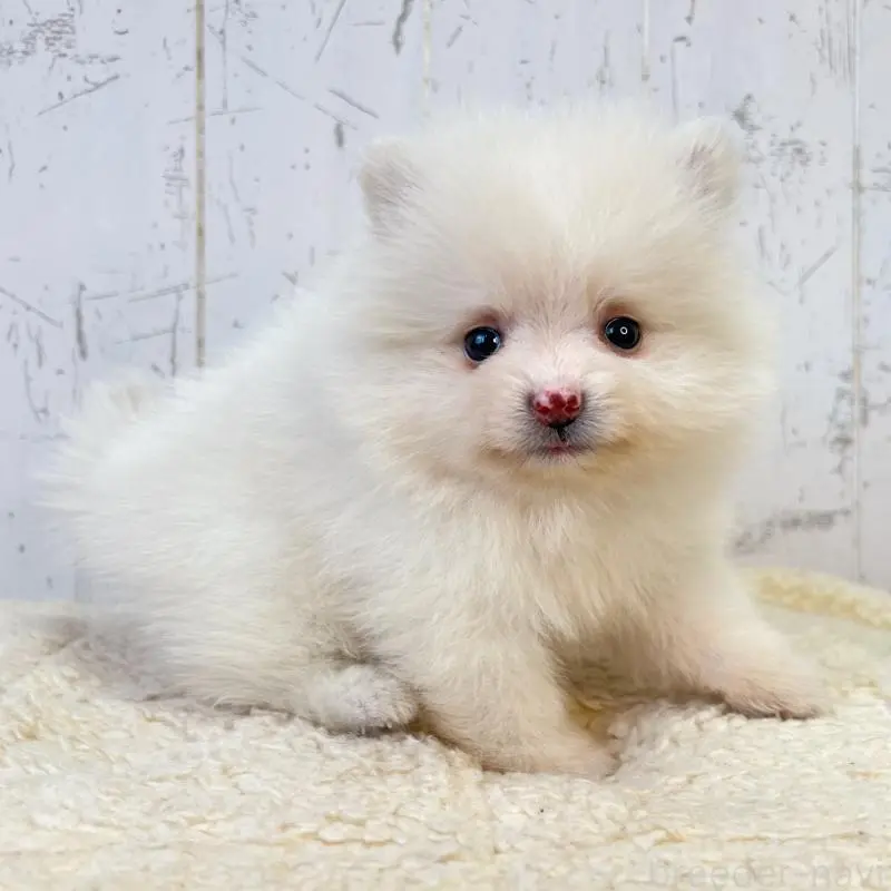 販売中の千葉県のポメラニアン-456508の4枚目