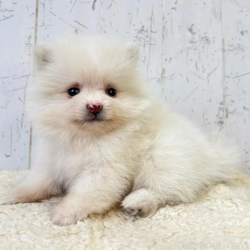 販売中の千葉県のポメラニアン-456508の3枚目