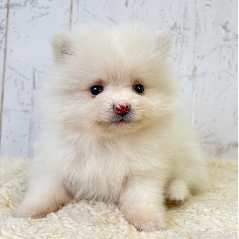 販売中の千葉県のポメラニアン-456508の2枚目