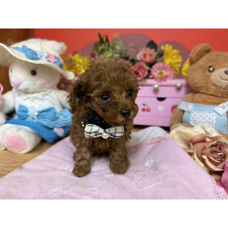 販売中の福岡県のティーカッププードル-456511の5枚目