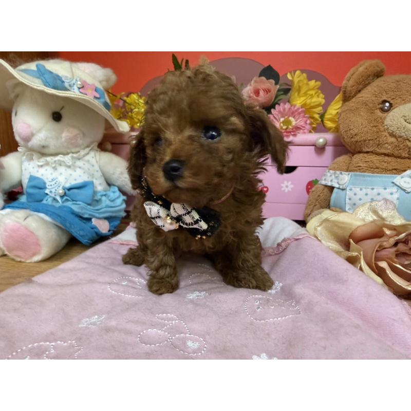 販売中の福岡県のティーカッププードル-456511の4枚目