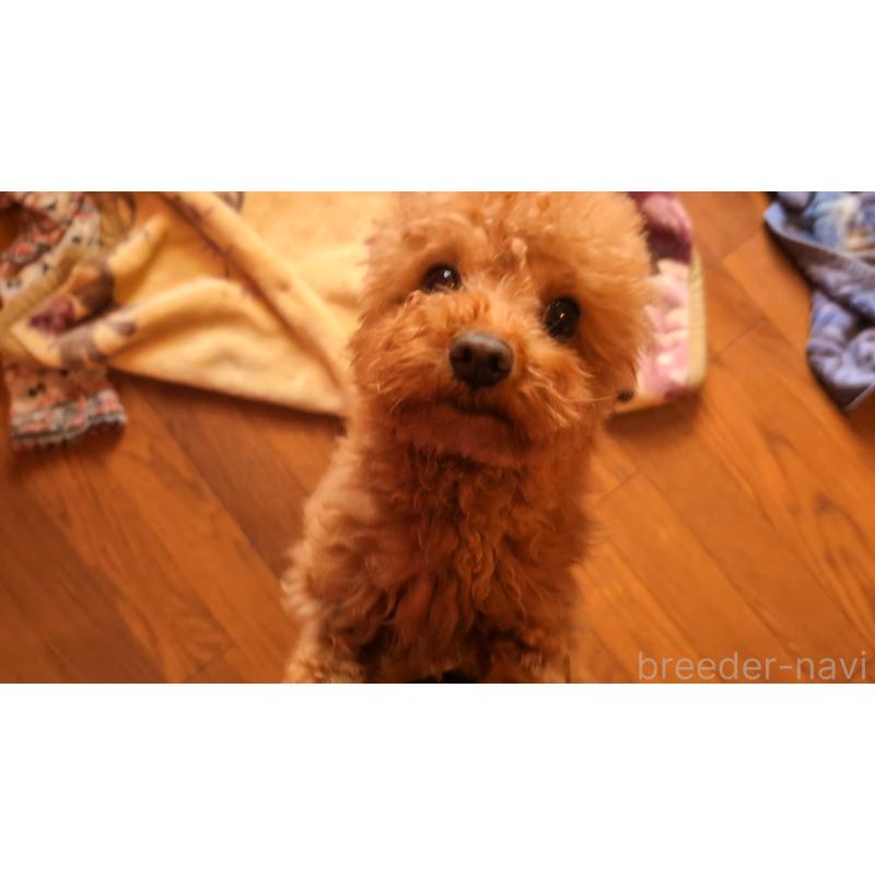 販売中の東京都のトイプードル-403845の5枚目