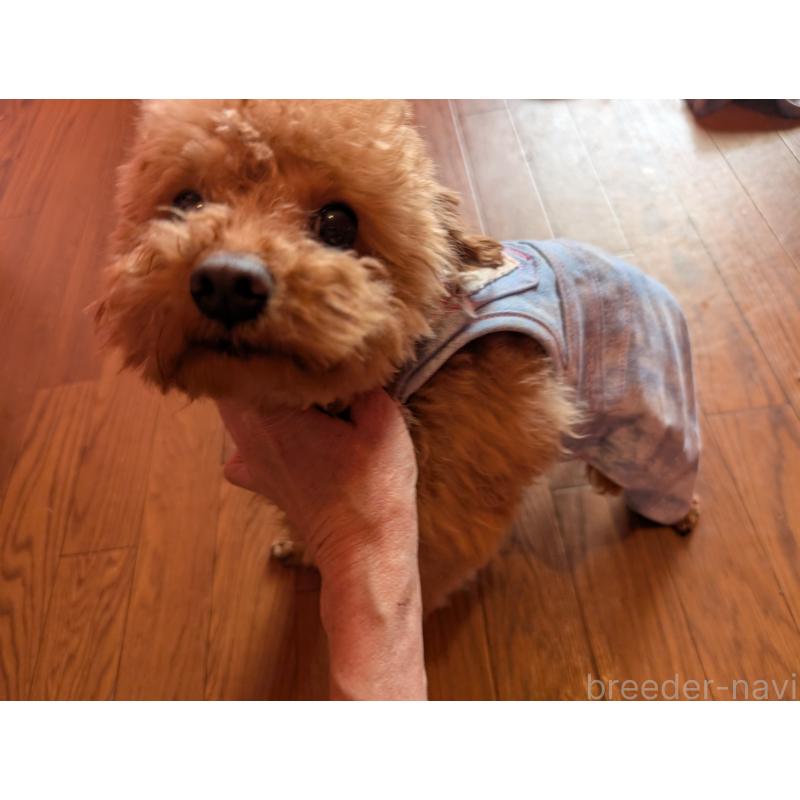 販売中の東京都のトイプードル-403845の3枚目