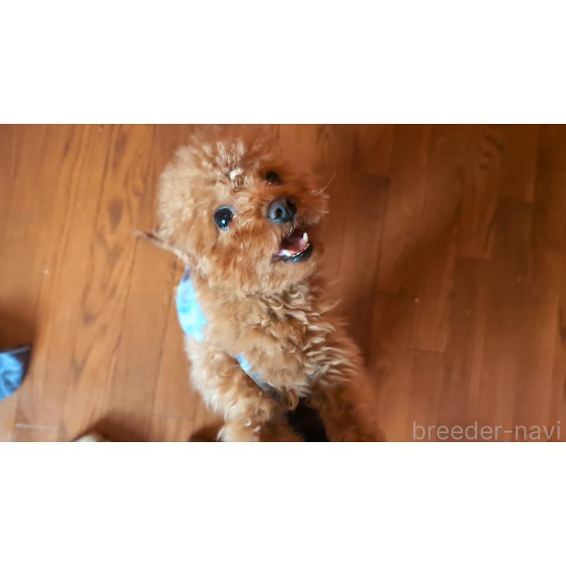 販売中の東京都のトイプードル-403845の2枚目