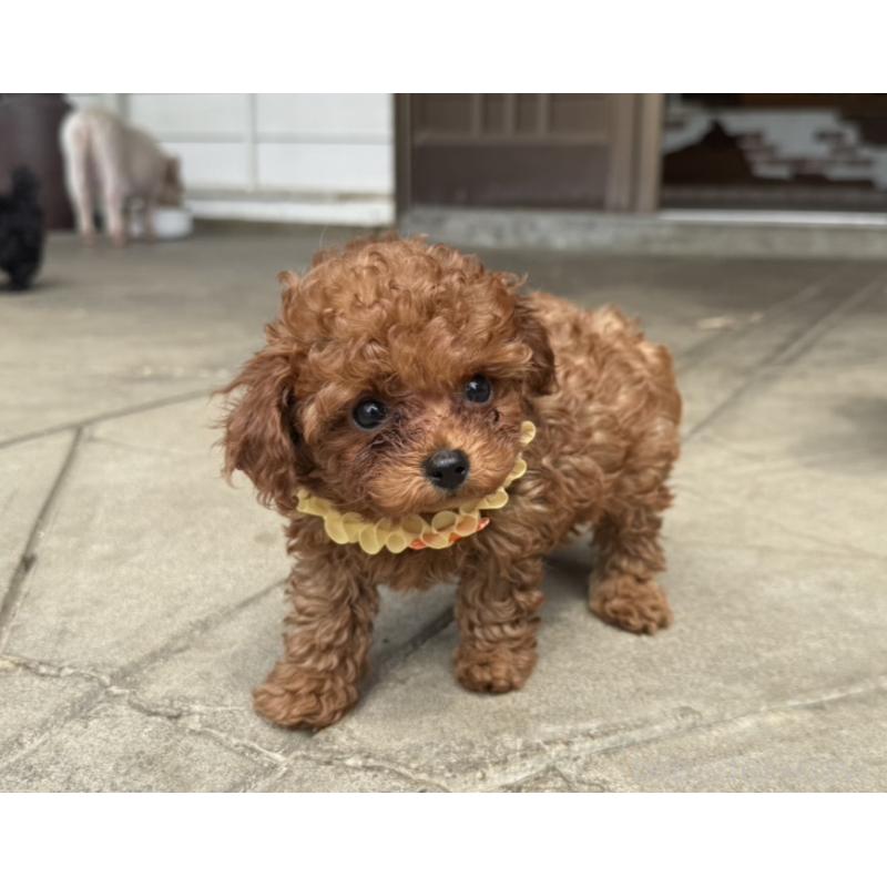 販売中の福岡県のティーカッププードル-456511の3枚目