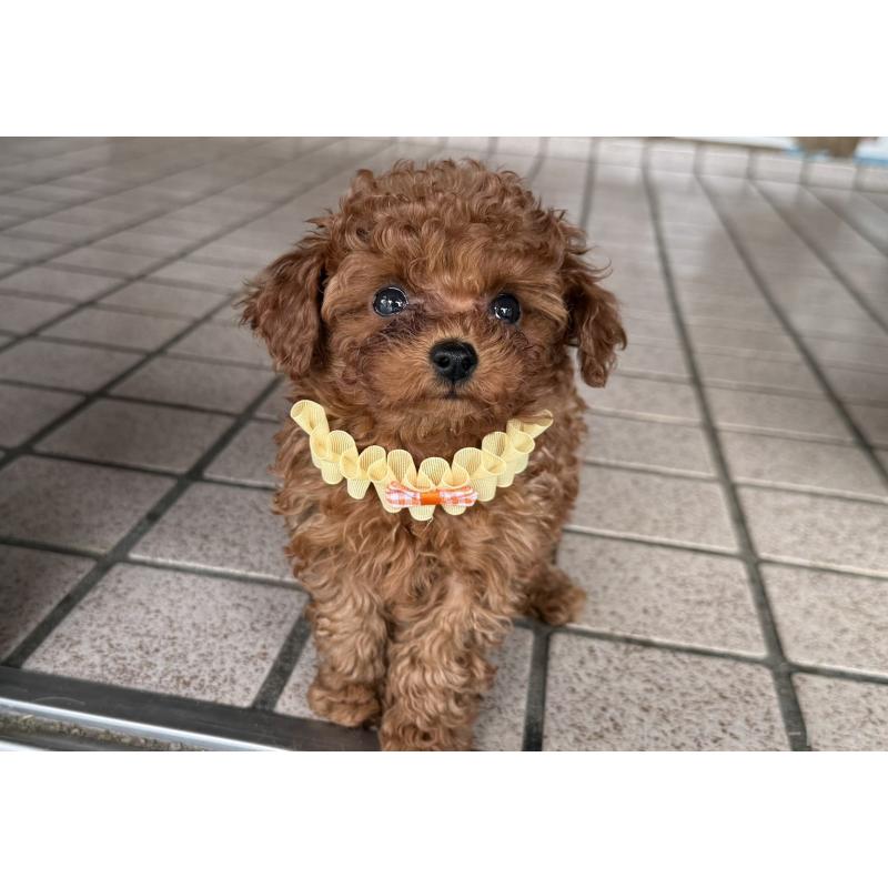 販売中の福岡県のティーカッププードル-456511の2枚目