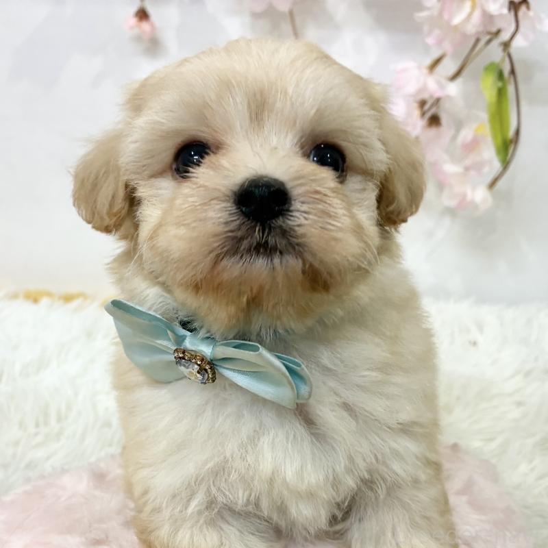 販売中の岐阜県のマルプー:マルチーズ×トイプードル-456514