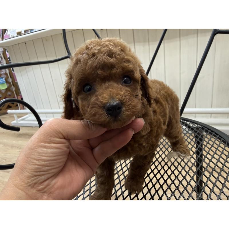 販売中の福岡県のタイニープードル-456513の4枚目