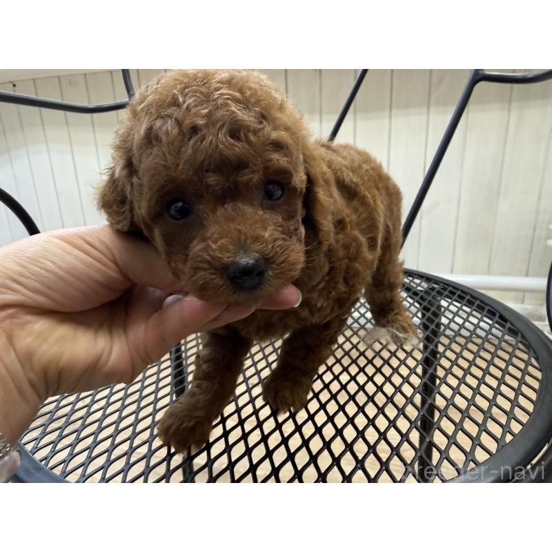 販売中の福岡県のタイニープードル-456513の3枚目